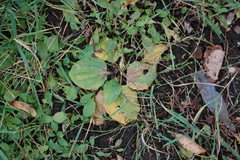 Plantago major