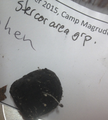 Coprinopsis stercorea