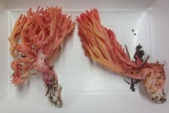 Ramaria araiospora