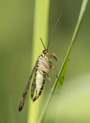 Panorpa germanica