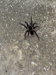 Cyrtopholis portoricae