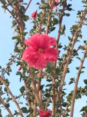 Hibiscus rosa-sinensis