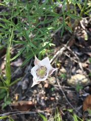 Calochortus lyallii