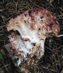 Ramaria rubripermanens