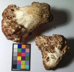 Ramaria rubripermanens