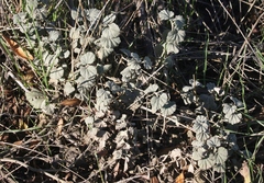 Malvella leprosa