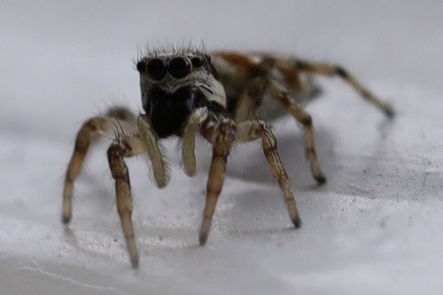 Zebra jumping spider