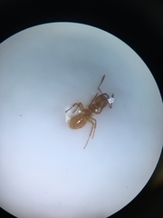 Lasius subglaber