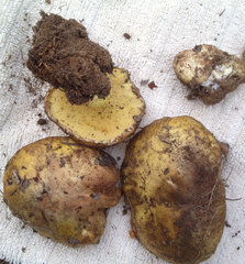 Suillus pseudobrevipes