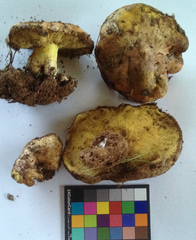 Suillus pseudobrevipes