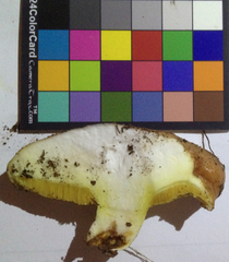 Suillus pseudobrevipes