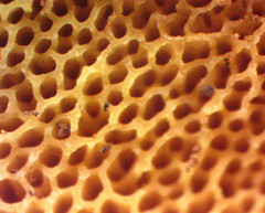 Suillus pseudobrevipes