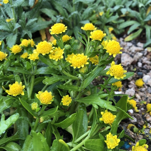 Lasthenia maritima