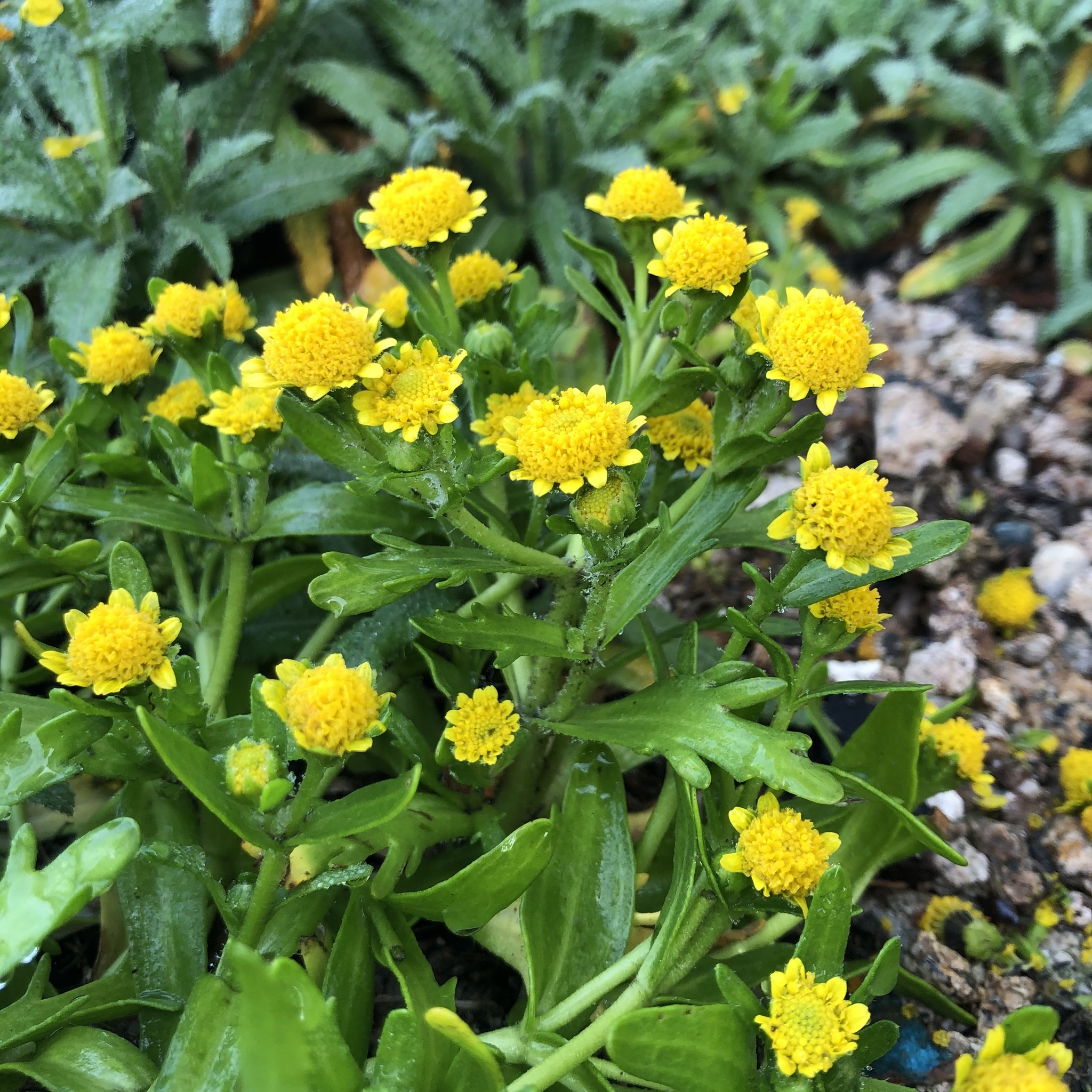 Lasthenia maritima