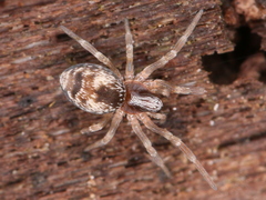 Araneae