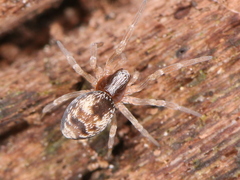 Araneae