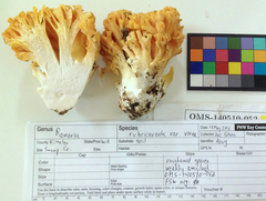 Ramaria rubricarnata verna