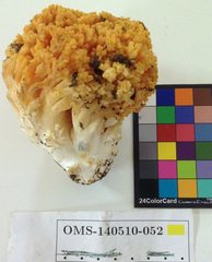 Ramaria rubricarnata verna