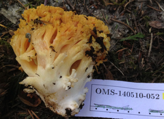 Ramaria rubricarnata verna
