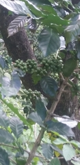 Coffea arabica