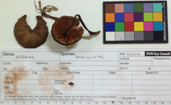 Entoloma holoconiotum