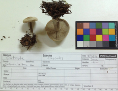 Clitocybe glacialis