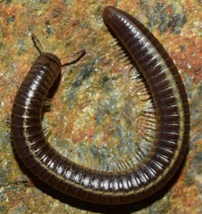 Ommatoiulus ilicis