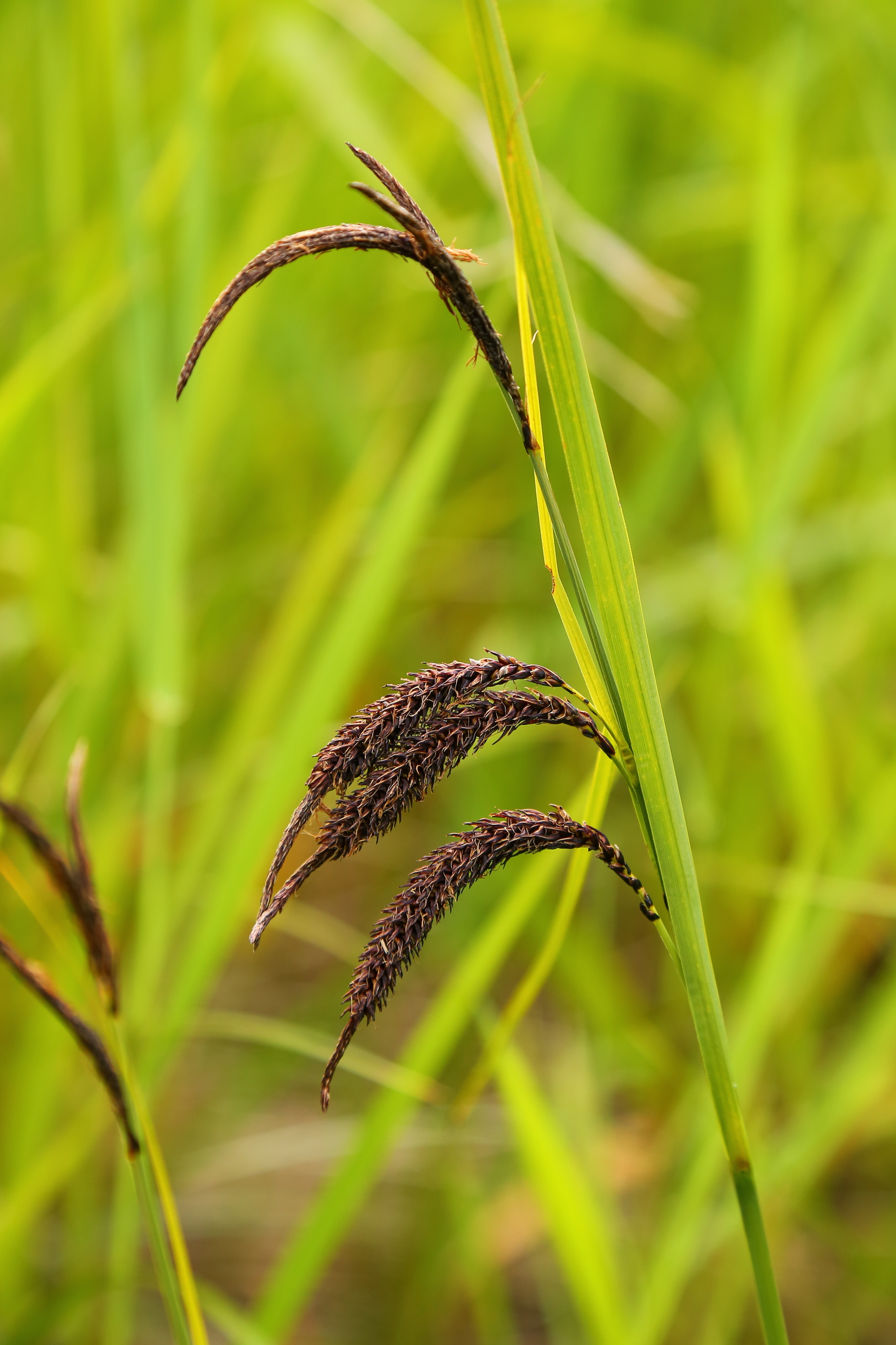 Carex obnupta