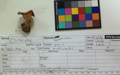 Infundibulicybe squamulosa