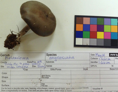 Melanoleuca angelesiana