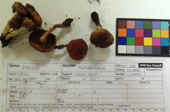 Pholiota highlandensis