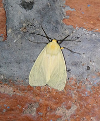 Pareuchaetes insulata