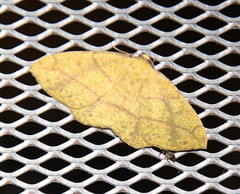 Periclina syctaria