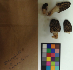 Morchella brunnea