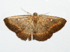 Casbia melanops