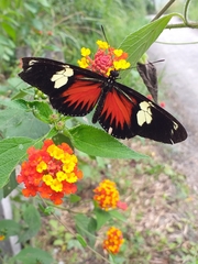 Heliconius doris viridis