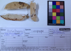 Spongiporus leucospongia