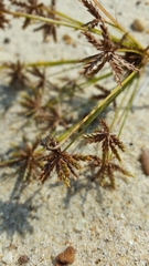 Cyperus grayi