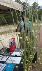 Lygodesmia grandiflora