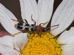 Chlorophorus trifasciatus