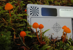 Mycena strobilinoidea