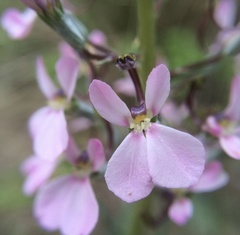 Stylidium brunonianum