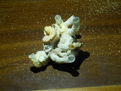 Eualetes centiquadrus