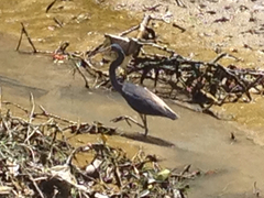 Egretta tricolor