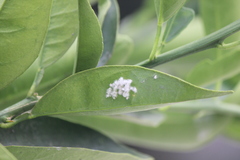 Aleurothrixus floccosus