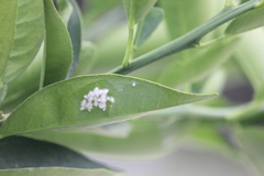 Aleurothrixus floccosus