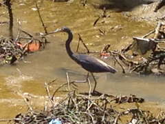 Egretta tricolor