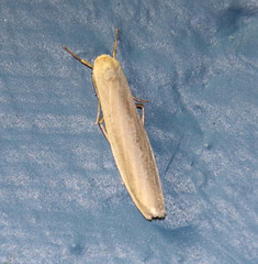Crambidia xanthocorpa