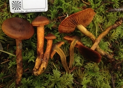 Cortinarius aurantiobasis