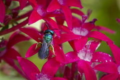 Calloceratina